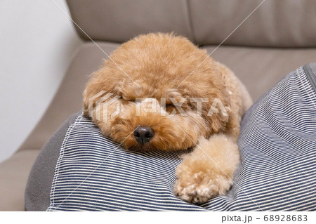 疲れて眠たい トイプードル 68928683