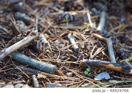 Ground in forest covered with coniferous needles. 68929766