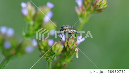 花に訪れる小さな昆虫 ~ アレチハナグサとツマグロキンバエ 花に訪れる小さな昆虫 ~ アレチハナグサとツマグロキンバエ 68930732