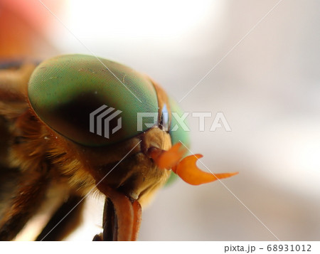 昆虫の複眼 ～ アカウシアブの眼のアップ 68931012