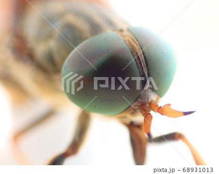 昆虫の複眼 ～ ウシアブの眼のアップ 68931013