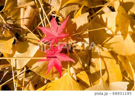 イチョウの枯葉ともみじ	 68931195