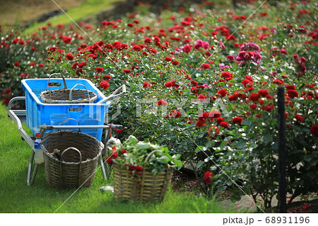 バラ園を手入れする様子 68931196