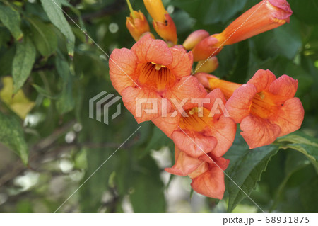 オレンジ色のアメリカノウゼンカズラの花の写真素材