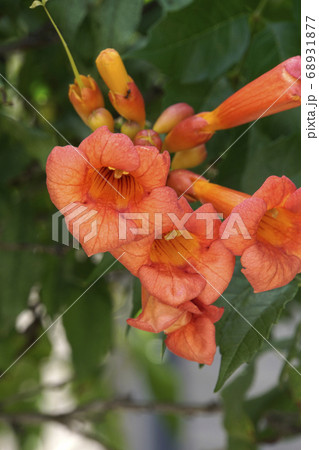 アメリカノウゼンカズラのオレンジ色の花の写真素材