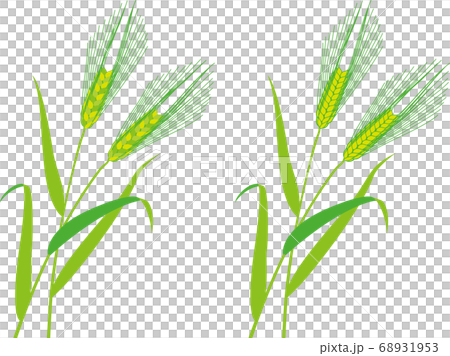 行大麥大麥 68931953