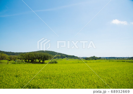 夏の田舎にある青々とした田んぼ 68932669