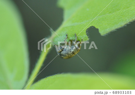 カシワクチブトゾウムシ 葉っぱをアーチ型に食べている 側面 カシワクチブトゾウムシ 葉っぱをアーチ型に食べている 側面 68933103