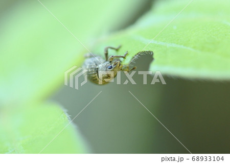 カシワクチブトゾウムシ　葉っぱをアーチ型に食べている　正面 68933104