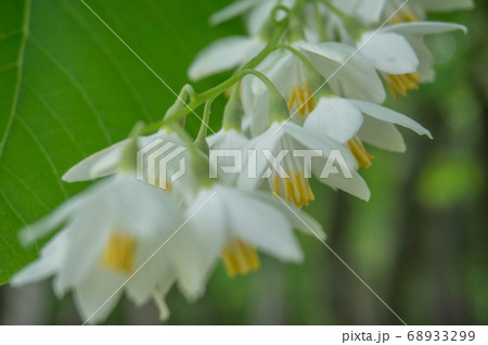 連なって咲くハクウンボクの花 68933299