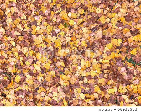 Yellow leaves texture. Yellow leaves texture. 68933953