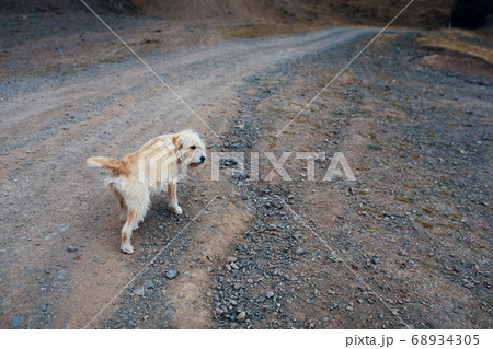 Walking the dog. 68934305