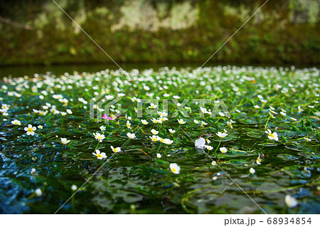地蔵川　水中花「梅花藻」2020 68934854