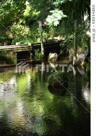 地蔵川　水中花「梅花藻」2020 68934860