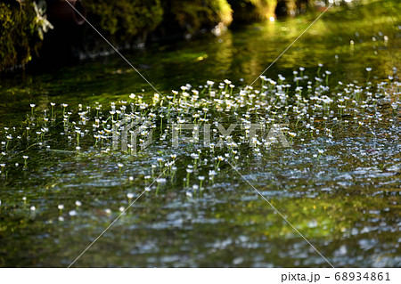 地蔵川 水中花 梅花藻 の写真素材