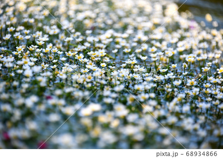 地蔵川　水中花「梅花藻」2020 68934866