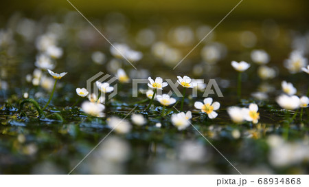 地蔵川　水中花「梅花藻」2020 68934868