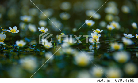 地蔵川　水中花「梅花藻」2020 68934869