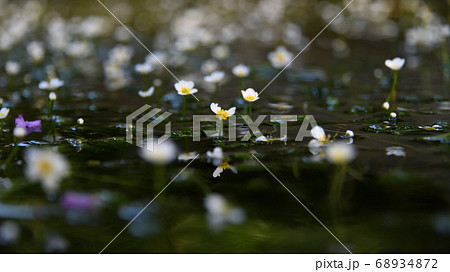 地蔵川 水中花 梅花藻 の写真素材