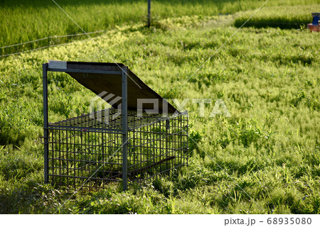 イノシシの罠 68935080