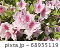 ツツジ2 68935119