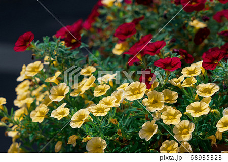 プランター栽培のカリブラコア セレブレーション プランター栽培のカリブラコア セレブレーション 68935323