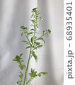 大根の花 68935401
