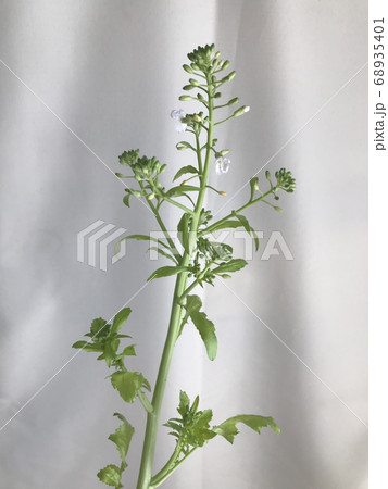 大根の花 68935401