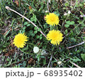 たんぽぽ 68935402