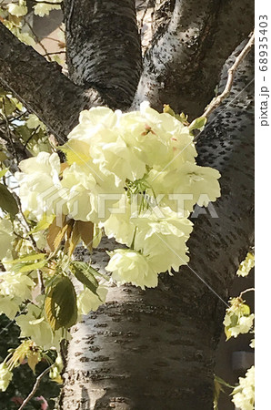 桜（フゲンゾウ） 68935403