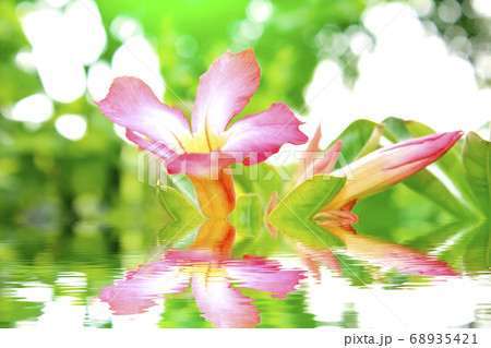 Flower isolated on white background 68935421