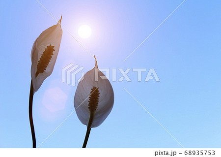 White flower 68935753