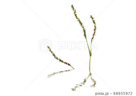 Flower isolated on white background Flower isolated on white background 68935972