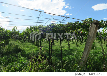 桔梗ヶ原のぶどう畑 68936428