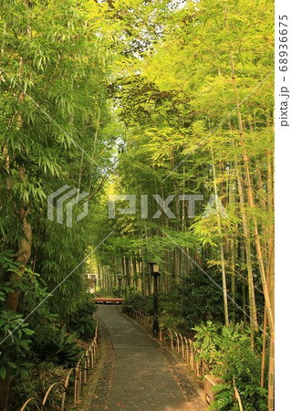 竹林の道 68936675