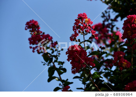 サルスベリの花 68936964