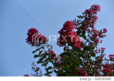 サルスベリの花 68936968