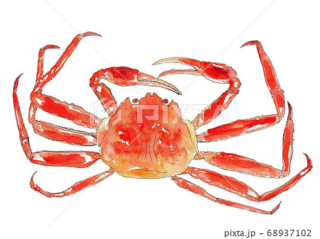 ボイル紅ずわいがにのイラスト素材