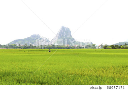 paddy field 68937171