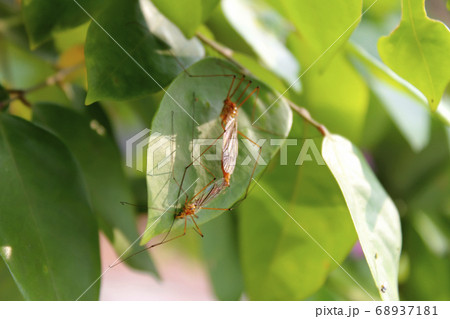insects mating 68937181