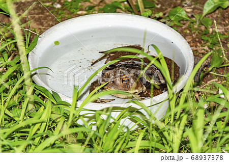 行水をするヒキガエル 68937378