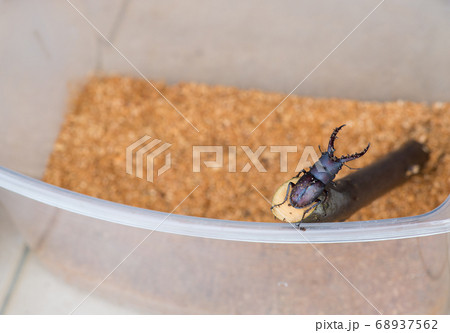 虫かごの中のクワガタ 虫かごの中のクワガタ 68937562