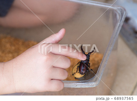 虫かごの中のクワガタ 68937565