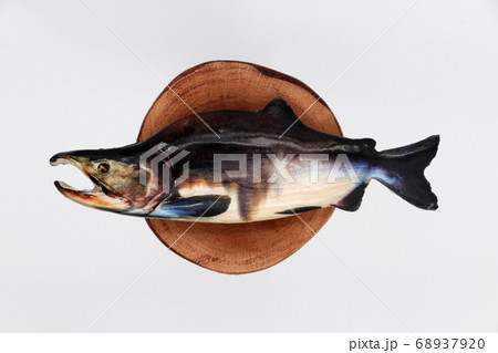 カラフトマス 68937920