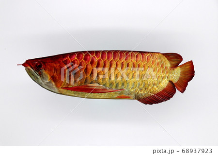 アロワナ 68937923