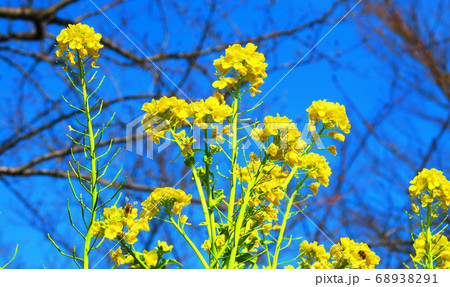 菜の花畑の風景 菜の花畑の風景 68938291