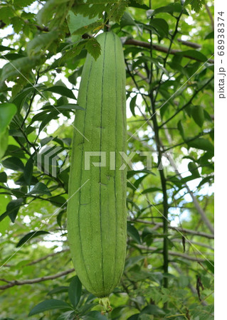 へちまの実の写真素材 6374