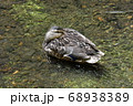 休憩中の鴨と川 68938389