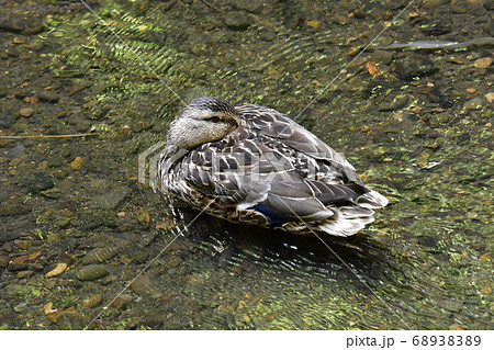 休憩中の鴨と川 68938389