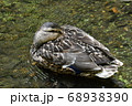 休憩の鴨 68938390